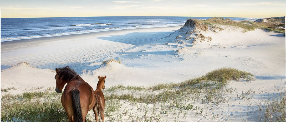 Bask on the Outer Banks Beaches of Corolla and Carova